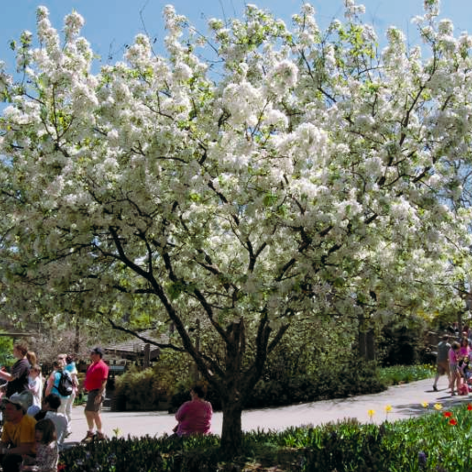 Donald Wyman Crabapple | Malus 'Donald Wyman'