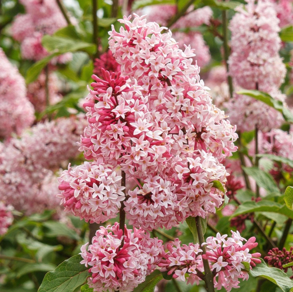 Miss Canada Lilac | Syringa