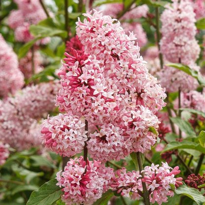 Miss Canada Lilac | Syringa