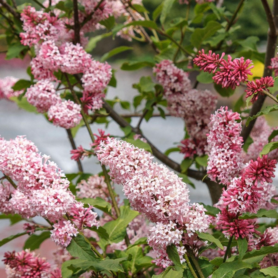 Miss Canada Lilac | Syringa