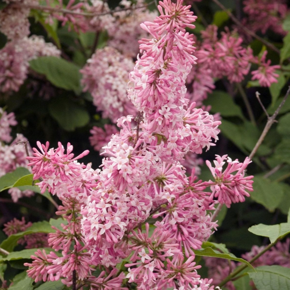 Miss Canada Lilac | Syringa