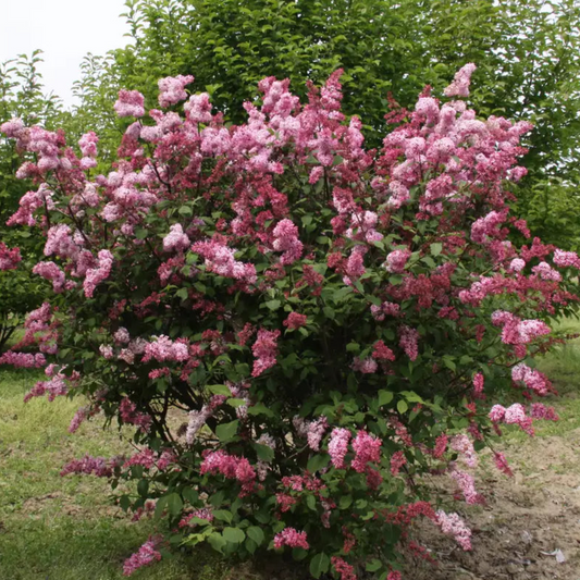 Miss Canada Lilac | Syringa