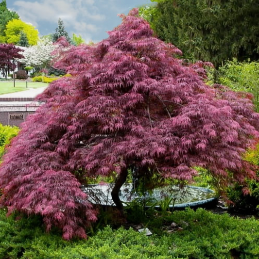'Tamukeyama' Japanese Maple | Acer palmatum var. dissectum 'Tamukeyama'