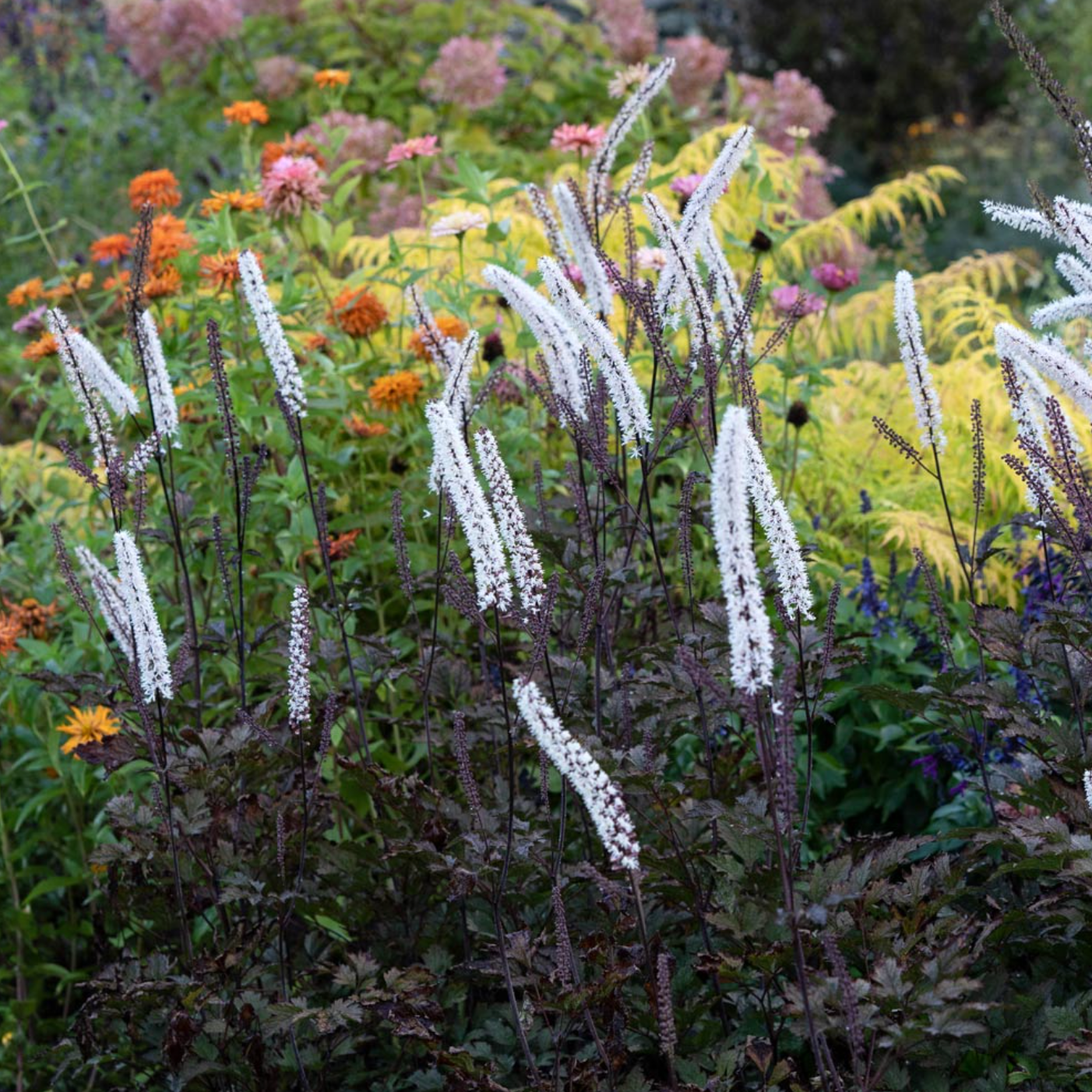 Pink Spike Bugbane | Actaea simplex