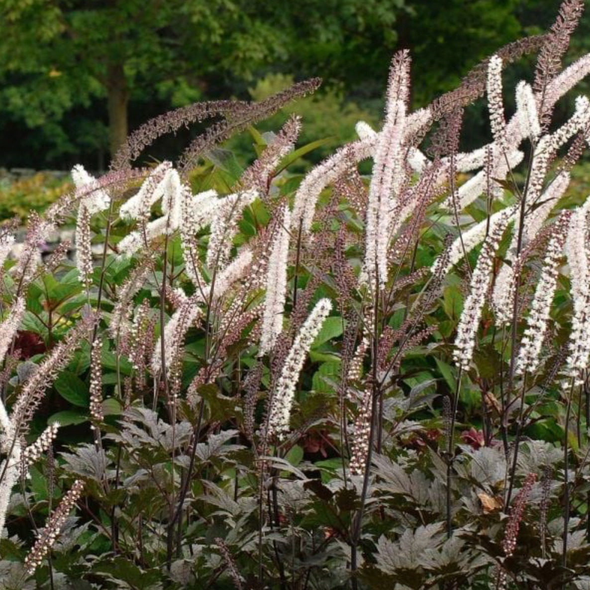 Pink Spike Bugbane | Actaea simplex
