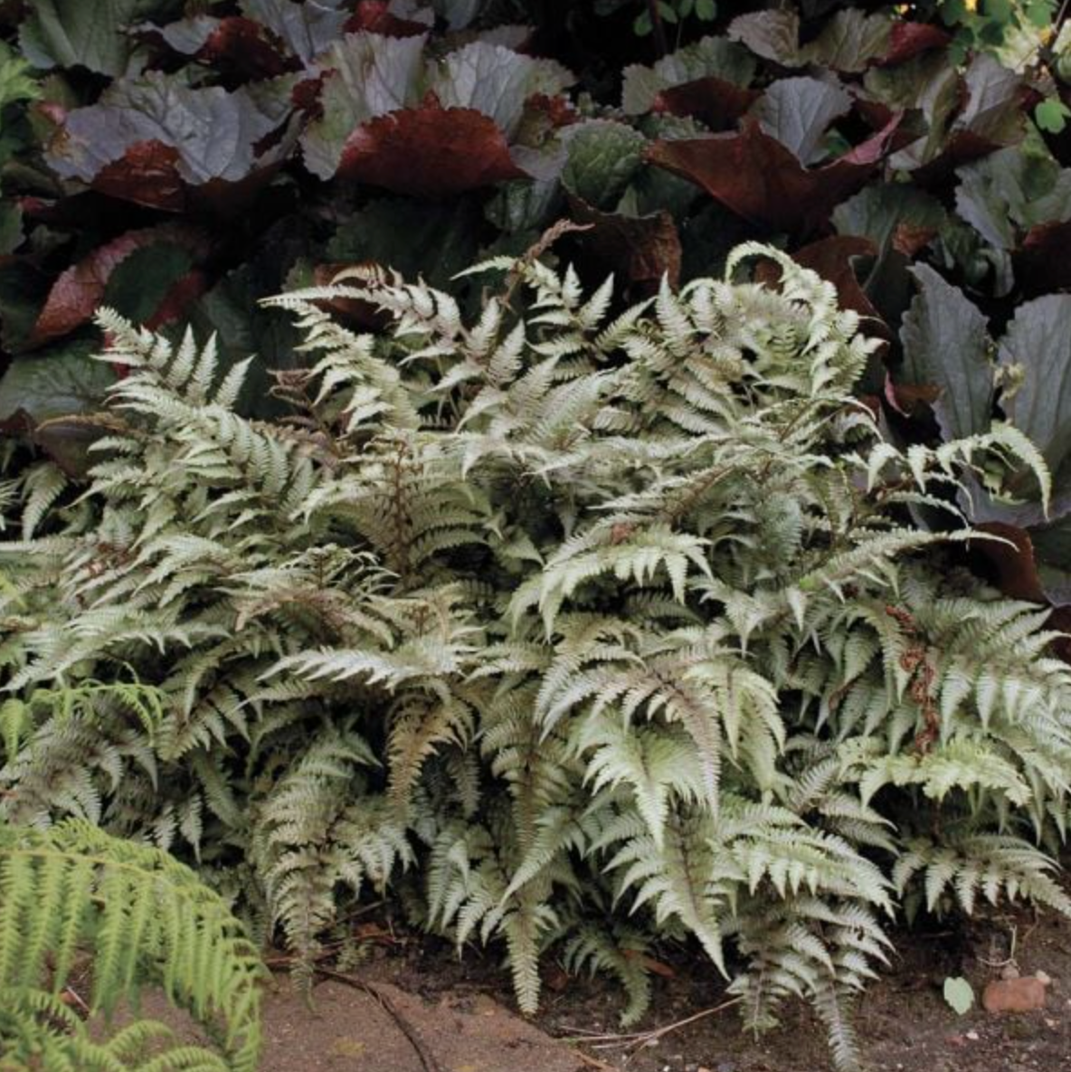 Japanese Painted Fern | Anthyrium pictum