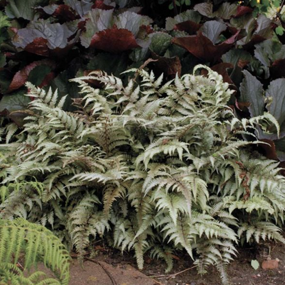 Japanese Painted Fern | Anthyrium pictum