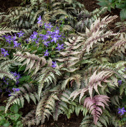Japanese Painted Fern | Anthyrium pictum