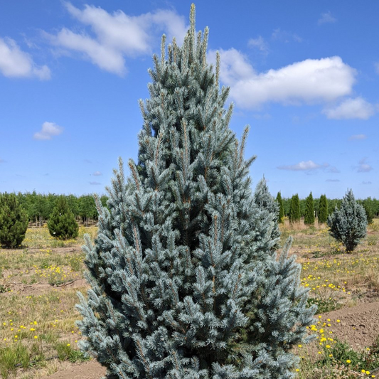 Columnar Colorado Blue Spruce | Picea pungens 'Fastigiata'