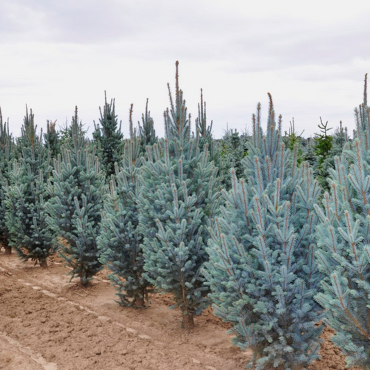 Columnar Colorado Blue Spruce | Picea pungens 'Fastigiata'