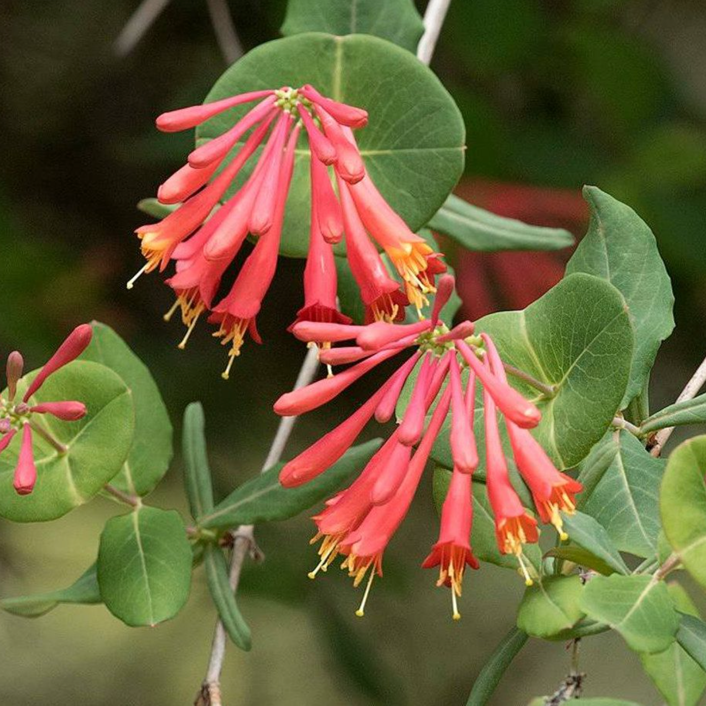 'Coral Star' Honeysuckle | Lonicera