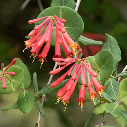 'Coral Star' Honeysuckle | Lonicera
