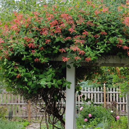 'Coral Star' Honeysuckle | Lonicera
