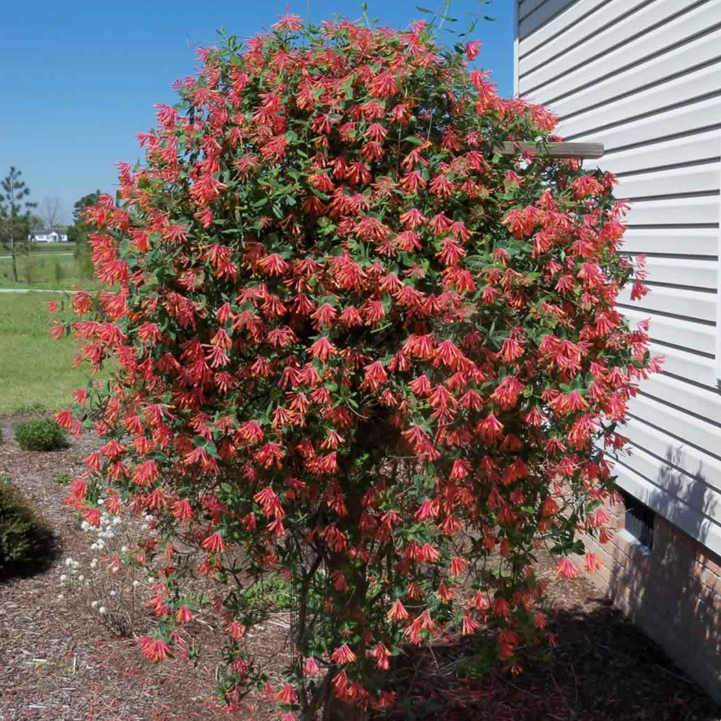 'Coral Star' Honeysuckle | Lonicera