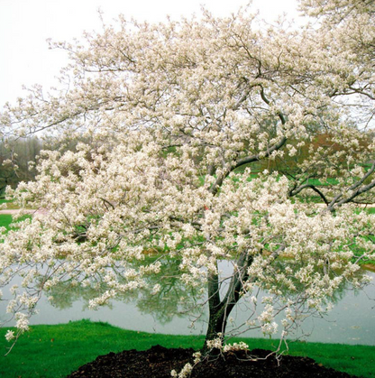 Shadblow Serviceberry | Amelanchier canadensis