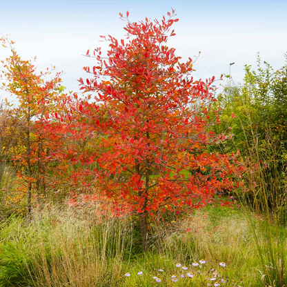 Autumn Brilliance Serviceberry | Amelanchier x grandiflora