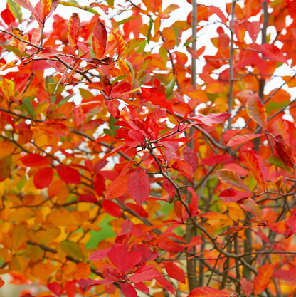 Autumn Brilliance Serviceberry | Amelanchier x grandiflora