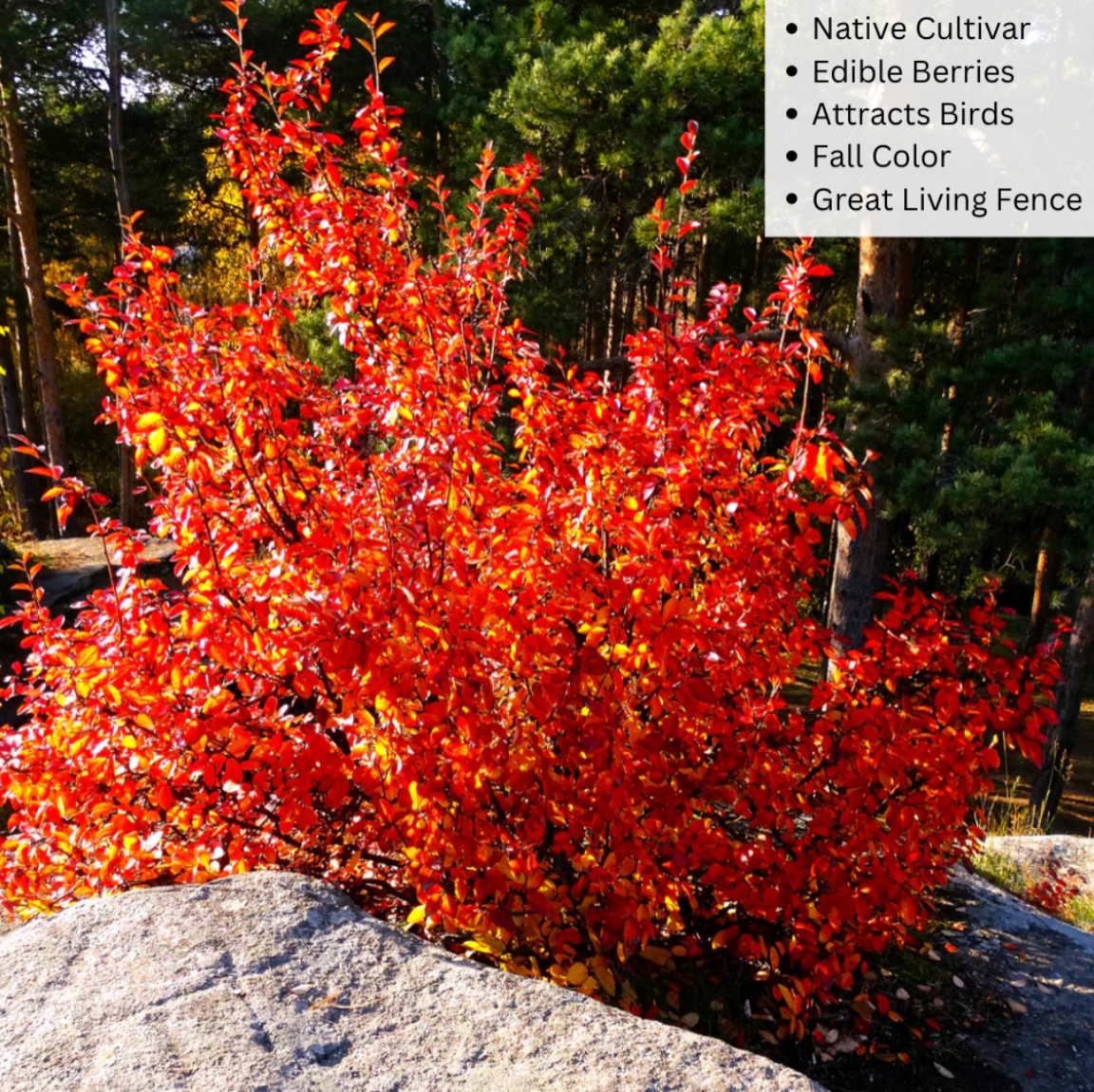 Autumn Brilliance Serviceberry | Amelanchier x grandiflora