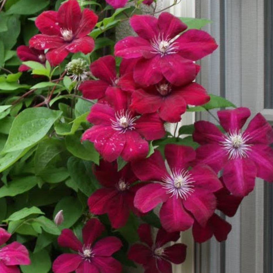 'Rouge Cardinal' Clematis