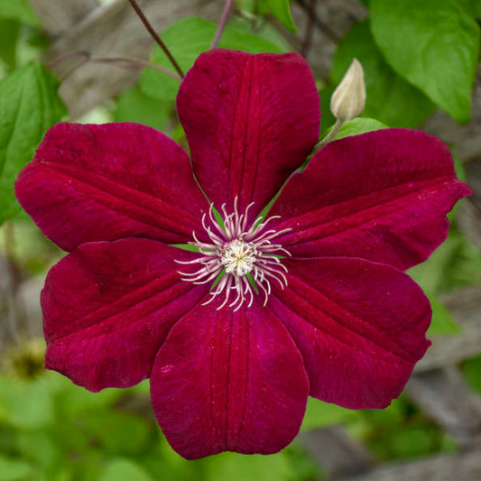 'Rouge Cardinal' Clematis