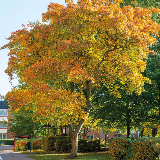 Tatarian Maple | Acer tataricum