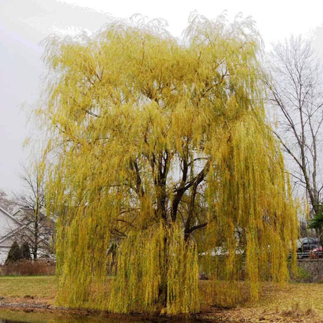 Prairie Cascade Willow | Salix  'Prairie Cascade'