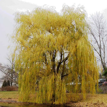Prairie Cascade Willow | Salix  'Prairie Cascade'