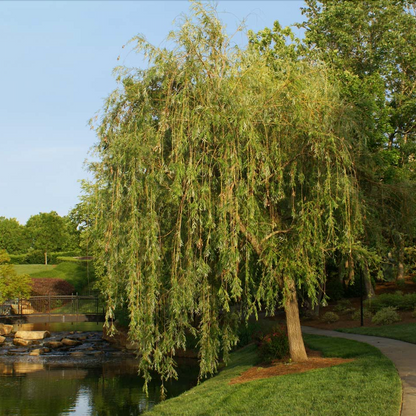 Prairie Cascade Willow | Salix  'Prairie Cascade'