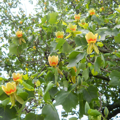 Tulip Tree | Liriodendron tulipifera
