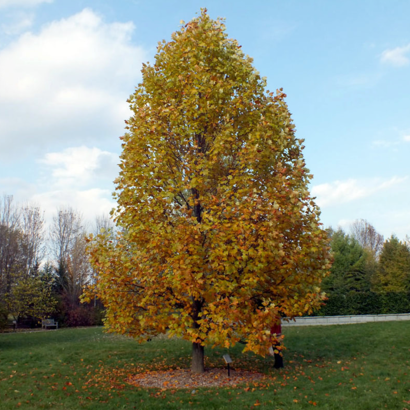 Tulip Tree | Liriodendron tulipifera