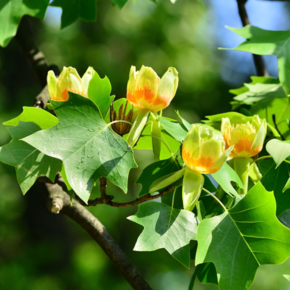 Tulip Tree | Liriodendron tulipifera