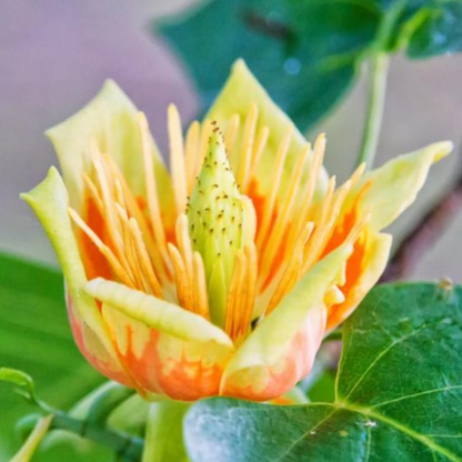 Tulip Tree | Liriodendron tulipifera