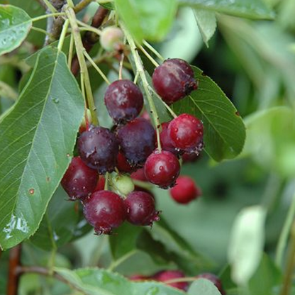 'Regent Saskatoon' Serviceberry | Amelanchier alnifolia 'Regent'