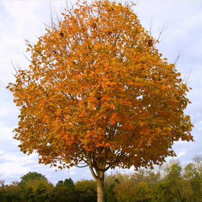 Green Mountain Sugar Maple | Acer saccharum 'Green Mountain'