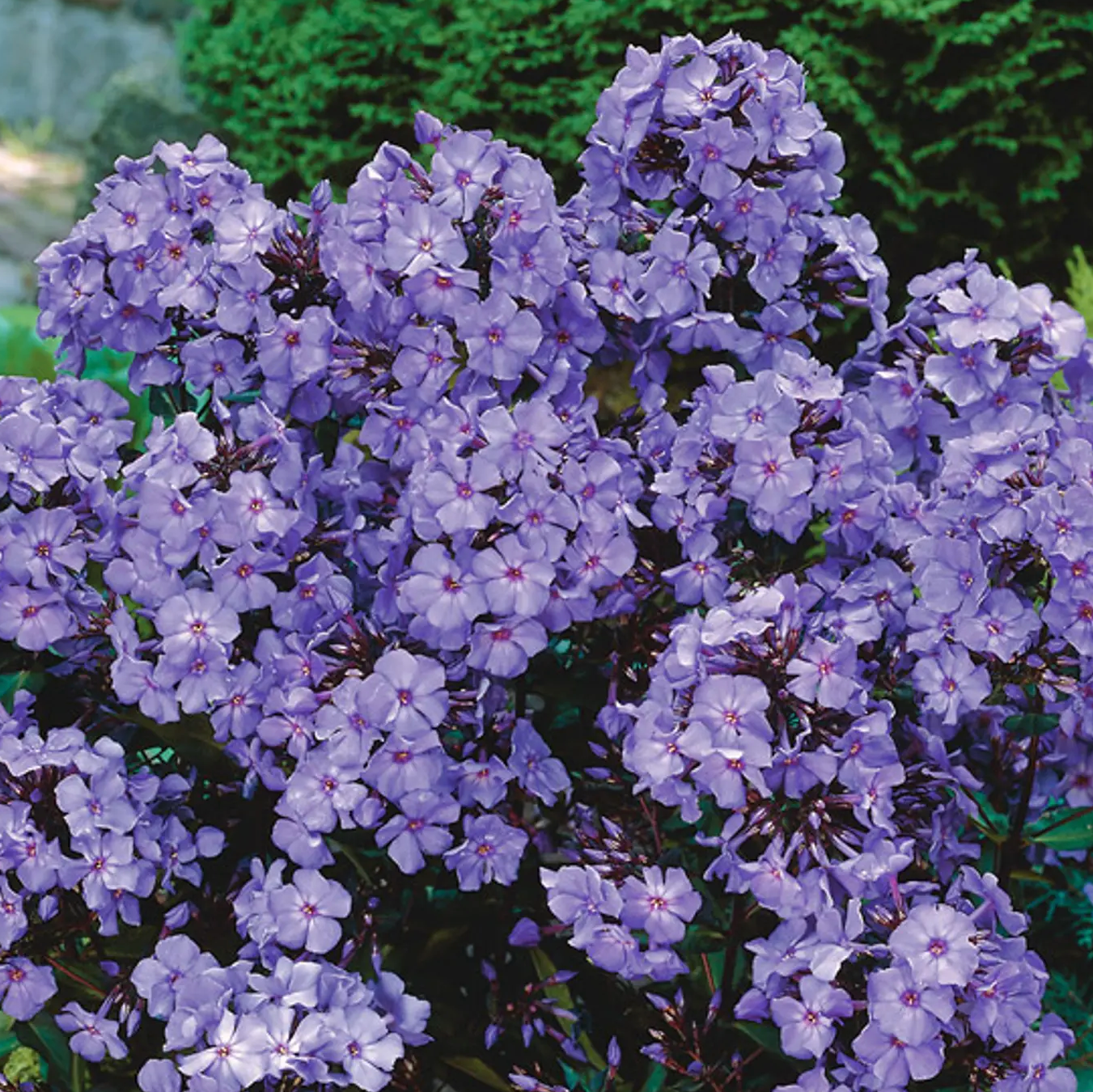 'Blue Paradise' Garden Phlox | Phlox paniculata