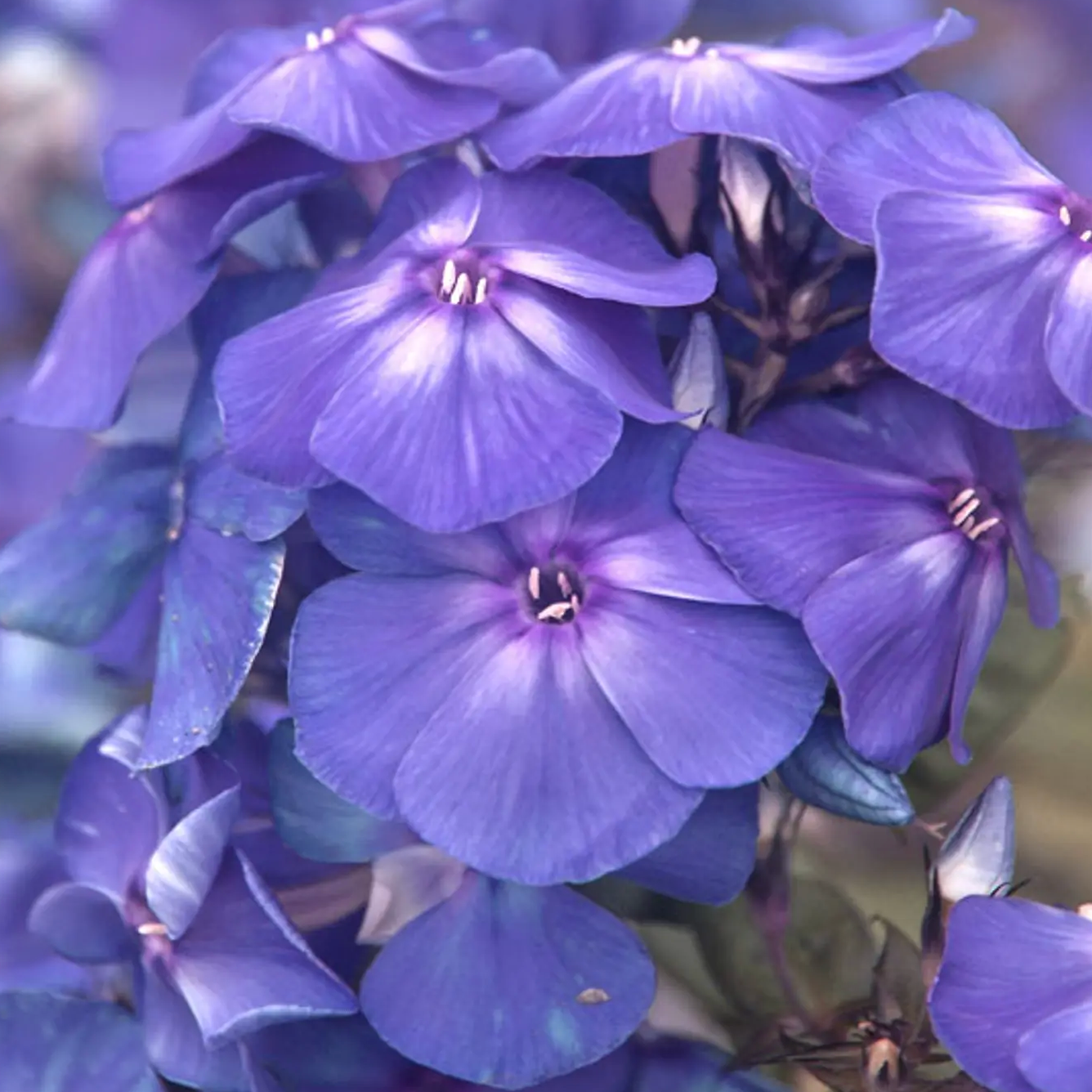 'Blue Paradise' Garden Phlox | Phlox paniculata