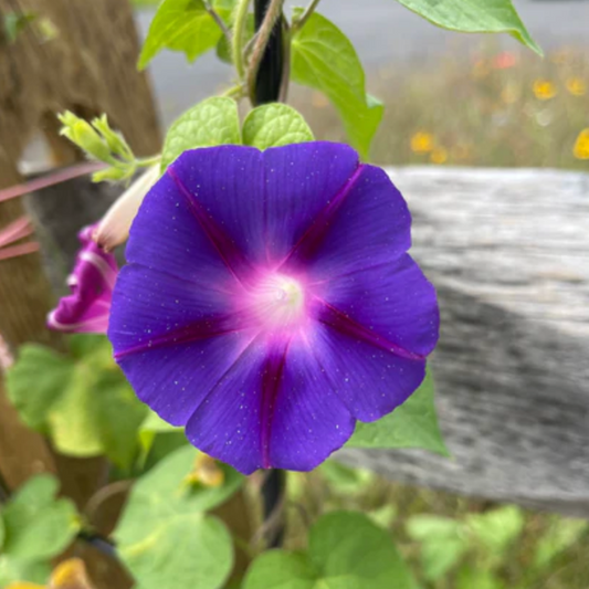 Blue Morning Glory - Flower Seeds