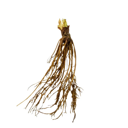 Honeoye Strawberry (Junebearing)