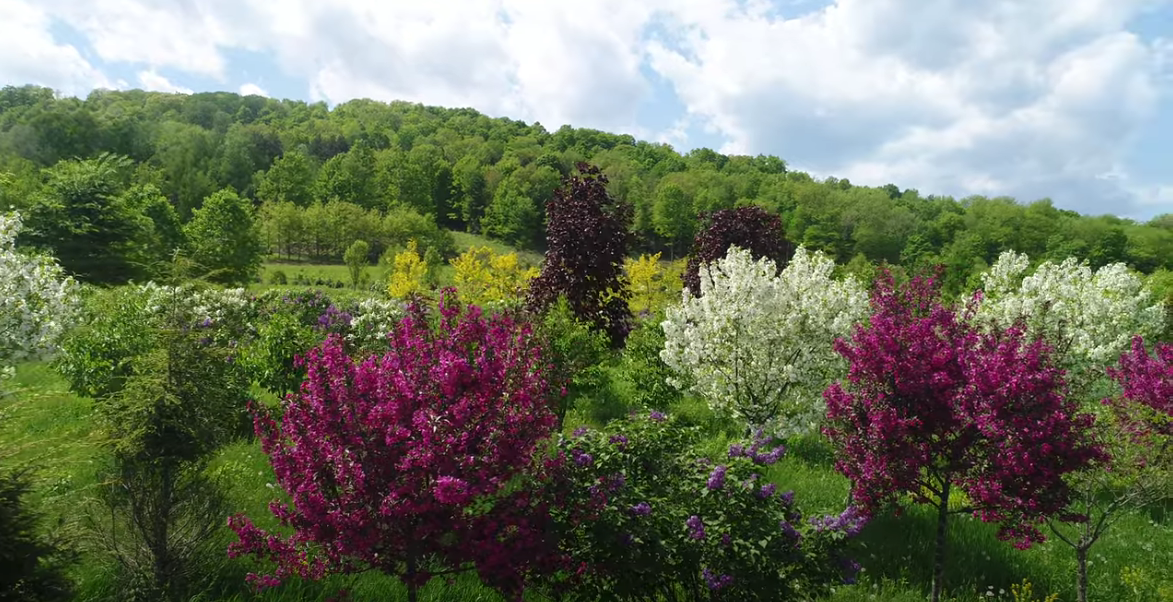 A bird's Eye View of Mandy's Spring Nursery fields