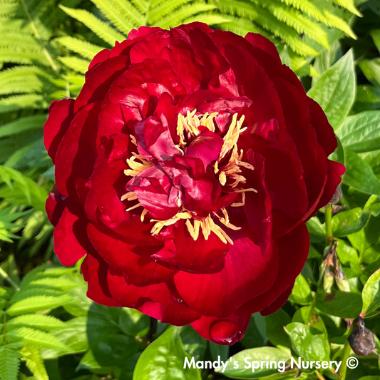 Scarlet Heaven Itoh Peony | Paeonia