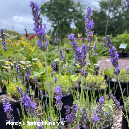 Phenomenal English Lavender | Lavandula intermedia