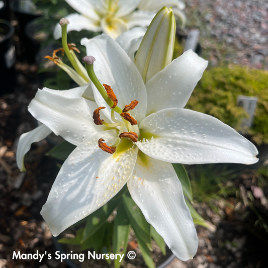 Sunny Bahamas Oriental Lily | Lilium 'Sunny Bahamas'