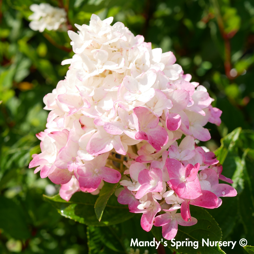 Proven Winner® Fire Light Tidbit® Hydrangea | Hydrangea paniculata