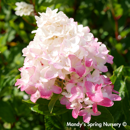 Proven Winner® Fire Light Tidbit® Hydrangea | Hydrangea paniculata