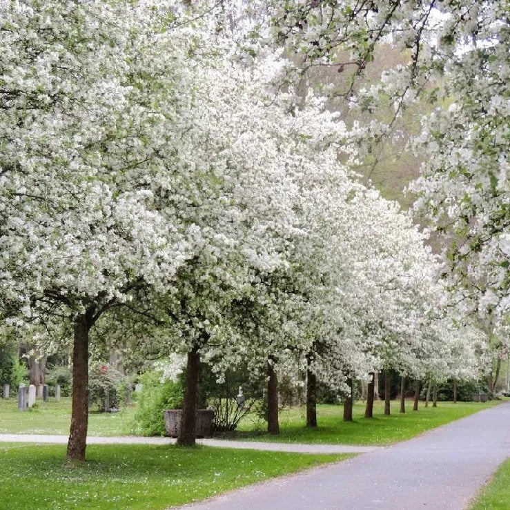 Spring Snow Crabapple | Malus 'Spring Snow'