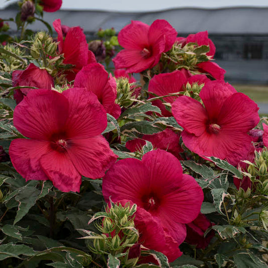 'Summer Carnival' Hibiscus