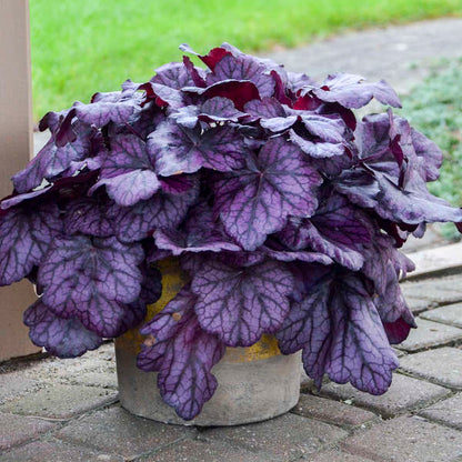 'Wild Rose' Coral Bells | Heuchera
