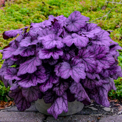 'Wild Rose' Coral Bells | Heuchera