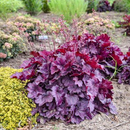 'Wild Rose' Coral Bells | Heuchera
