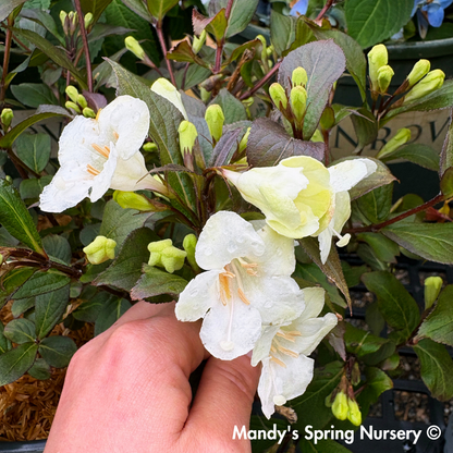 Tuxedo™ Weigela / x Bloomin Easy